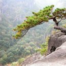 잎새바람 Daum카페