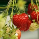 호박손마을 이미지