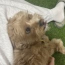캠프리벤델 | 인천 서구 연희동 실내캠핑느낌 이색데이트 닌텐도 플스 보드게임카페 캠프리벤델