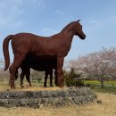 된밭공원 | 조랑말체험공원 박물관 - 제주무료입장 아이들과 가볼만한 곳 유채꽃밭 인생샷 필수 코스