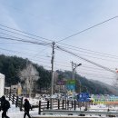 원대리 자작나무숲 | 겨울여행지 인제 원대리 자작나무숲 주차 및 방문 팁 후기