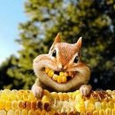 강냉이PC 이미지