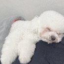 펫구름 | 구름이 펫큐어레이 후기