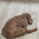 김현태김동민 동물의료센터 | [사진] 한깐순 안 사랑하는 거 어떻게 하는 건데