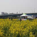 나주영산포 영산강 유채꽃 축제(2) 이미지