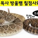 한국 독사 칠점사 성체 1마리 무게는 평균 300~ 400g 이미지