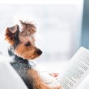 여기는 펫샵 이미지