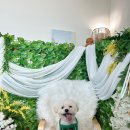 위드독애견스파풀빌라 이미지