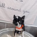 뽀삐애견샵 이미지