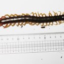 마이차우 이미지