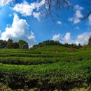 녹차농원 이미지