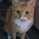 관악정경로당 | 김관채 고양이탐정 후기/(고양시 일산) 아파트에서 실종 3일된 고양이를 경로당 창고에서 찾아내서 구조