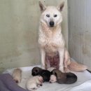 규정농장 한국일보
