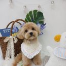 꾸미멍 네이버블로그