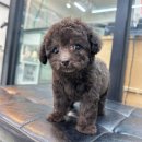 대박펫살롱 이미지