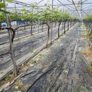 금호농장 이미지