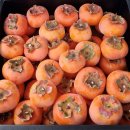 25,11,17,월요일 출석부, 속리산 단풍구경 다녀왔습니다. 이미지