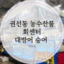 수원 권선동 농수산물 회센터 대방어 숭어 금액