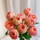 보위플라워즈 이미지