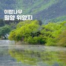 밀양 위양지 이팝나무 2026년 방문 개화시기