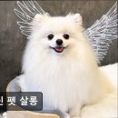 셀린 펫 살롱 이미지