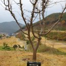 밀양 노벨컨트리클럽 이미지