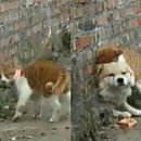 멍멍아 야옹해봐 이미지