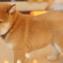 수원-1584 이미지