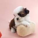 강아지에 빠지다 | 대전강아지 시츄 분양 대전 동양 애견에서 만난 행복