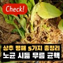 충남농약사 | 상추🥬 병해 총정리(노균병·시들음병·무름병·균핵병) 예방 중심 가이드