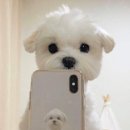 도안슈퍼볼 Daum카페