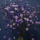 소담꽃;향