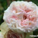 슈가밤