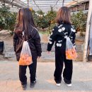 경남농장 | 경남 창원 아이와 가볼만한 곳 '감이귤이농장' 천혜귤 수확체험 자연관찰