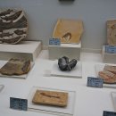 덕소자연사박물관 이미지