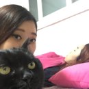 부산고양이미용&호텔 냥스타그램 이미지