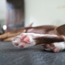 강아지발바닥 이미지