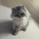 하쿠네