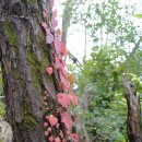 가조소림사 이미지