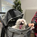 고려동물병원(출장진료전문동물병원) | 부산동래동물병원 2차 24시간 응급진료 수의사 상주 : 15살 노령견 항암 1년 6개월 차의 기록