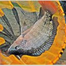 역돔낚시터 이미지