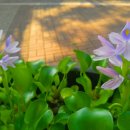 진량선화공인중개사사무소 이미지