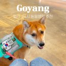 24시연동물의료센터 | 고양 일산 동물병원 추천, 시티동물의료센터 24시 야간 진료 후기