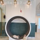 아이조아 캣파크 서울점 이미지