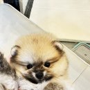 미니퍼피 이미지