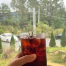 장흥장 | 장흥 아기랑 가볼만한곳 댑싸리 포토존 카페 장라벤 내돈내산 후기