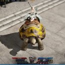 노란거북이 이미지