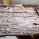 화석(규화목) 이미지