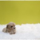 애견용품 창고형 할인매장 이미지