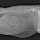 송파 마리동물병원 이미지